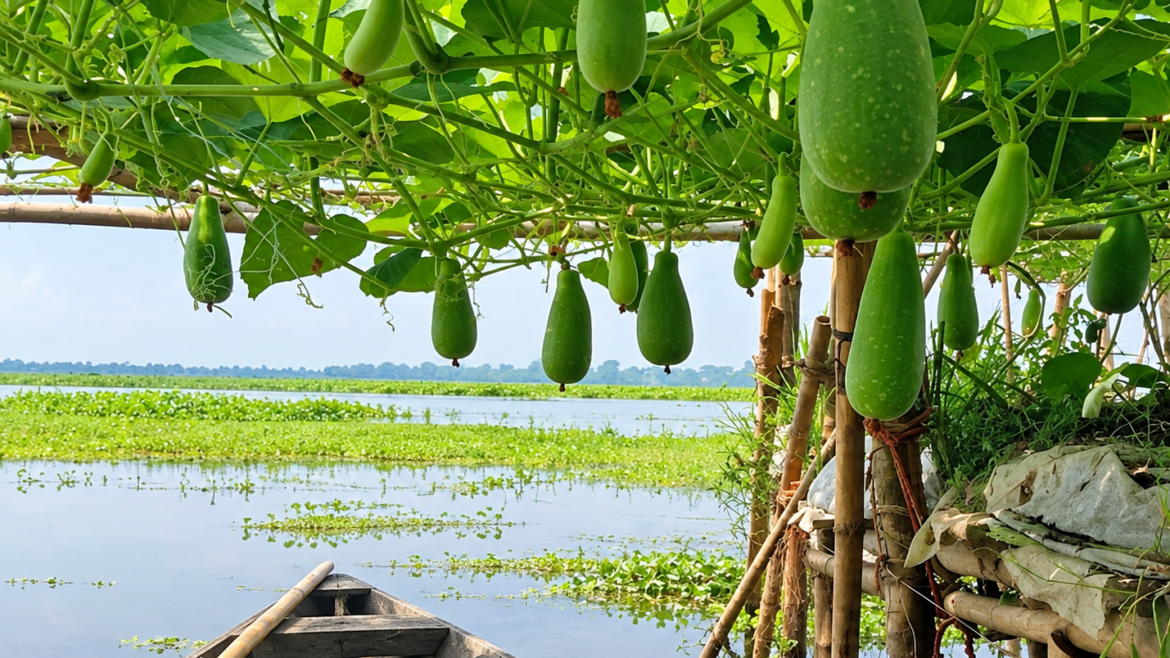 জলাবদ্ধ জমিই এখন আয়ের উৎস: নবীনগরে জনপ্রিয় হচ্ছে ভাসমান সবজি চাষ